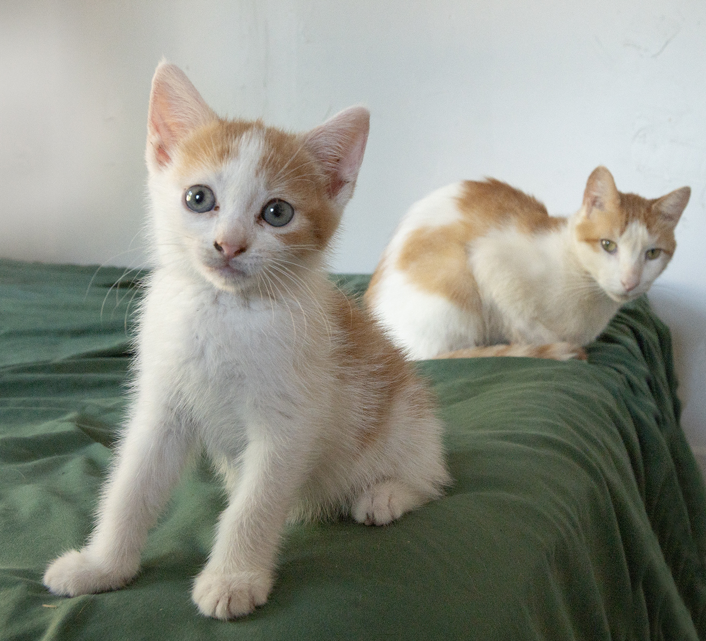 Top Cat Sanctuary cat photo